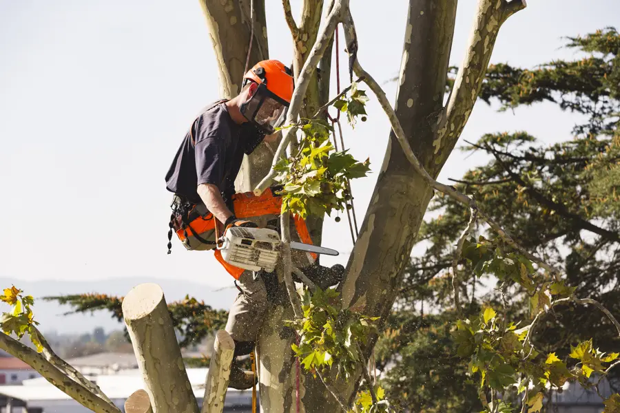 Professional Tree Service in Margate, FL Your Reliable Tree Company in Margate, FL