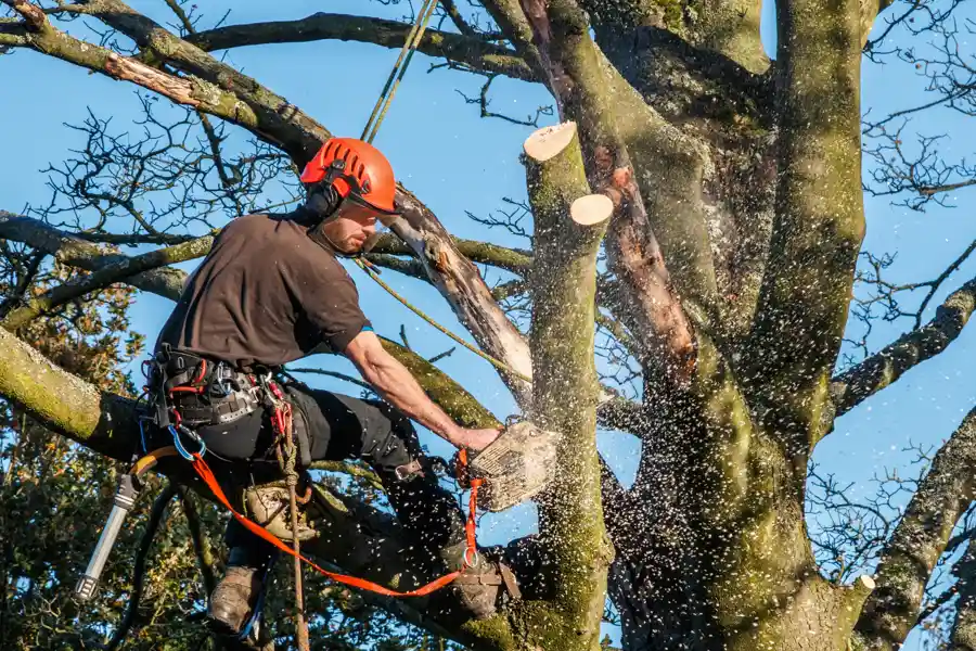 Reliable Tree Service Reliable Tree Service