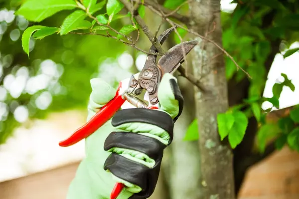 Tree Pruning Tree Pruning