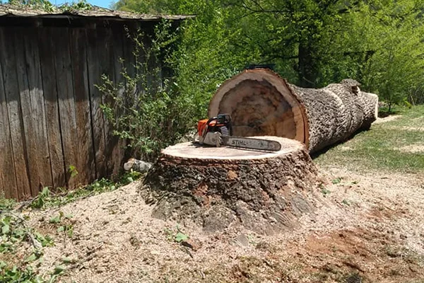Tree Removal Tree Removal