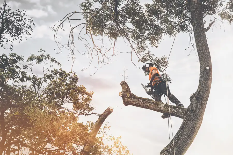 Affordable Tree Cutting Margate, FL Affordable Tree Cutting Margate, FL