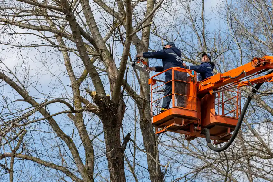 Experienced Tree Removal Margate, FL Experienced Tree Removal Margate, FL