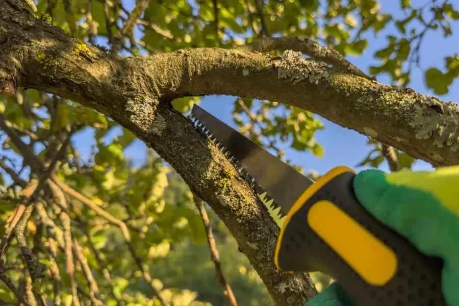 Expert Tree Trimming Margate, FL Expert Tree Trimming Margate, FL