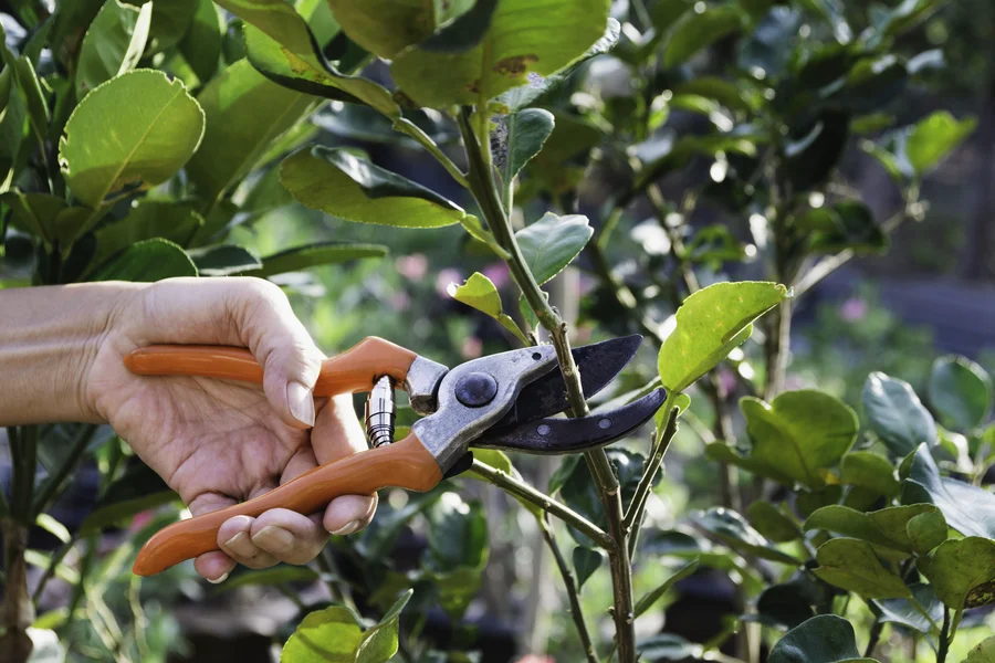 How Tree Pruning Can Prevent Damage From Storms And Wind Margate, FL How Tree Pruning Can Prevent Damage From Storms And Wind Margate, FL