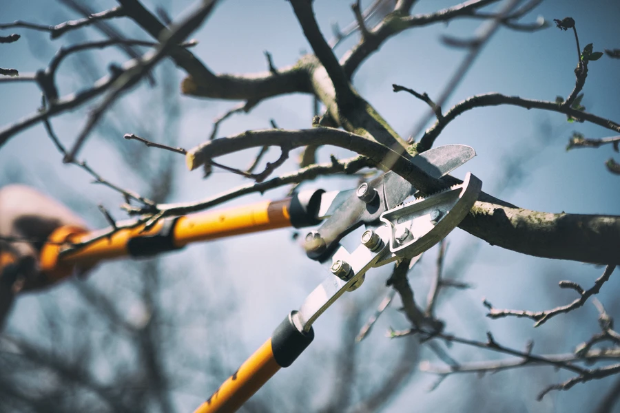 How Tree Pruning Can Prevent Damage From Storms And Wind in Margate, FL How Tree Pruning Can Prevent Damage From Storms And Wind in Margate, FL