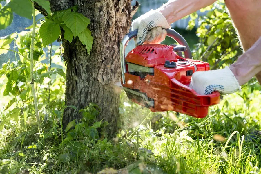 How Tree Services Improve Yard Safety in Margate, FL How Tree Services Improve Yard Safety in Margate, FL