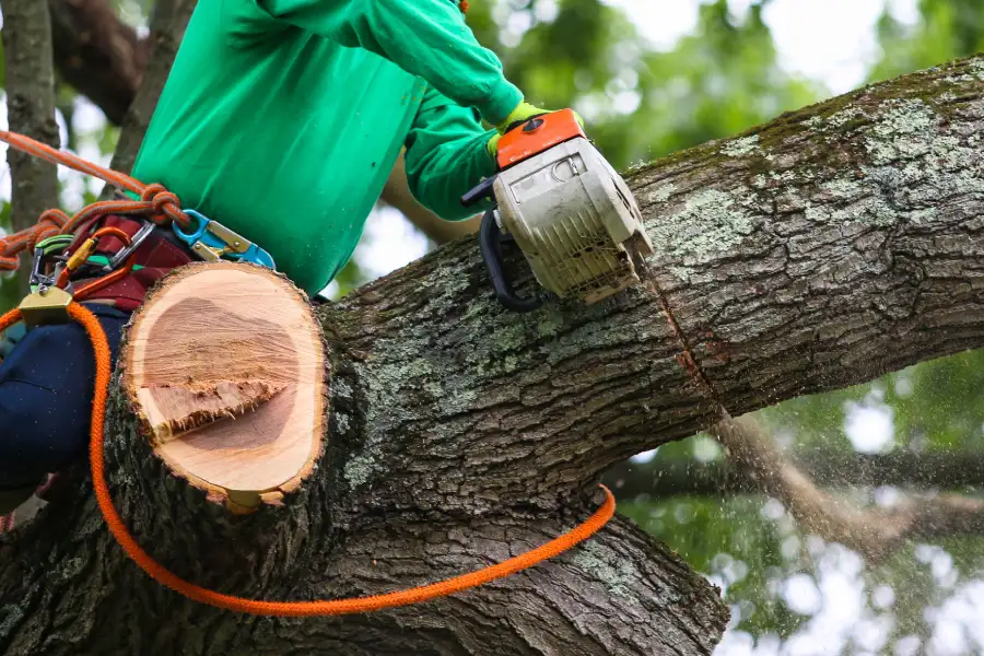 Premium Tree Trimming Margate, FL Premium Tree Trimming Margate, FL