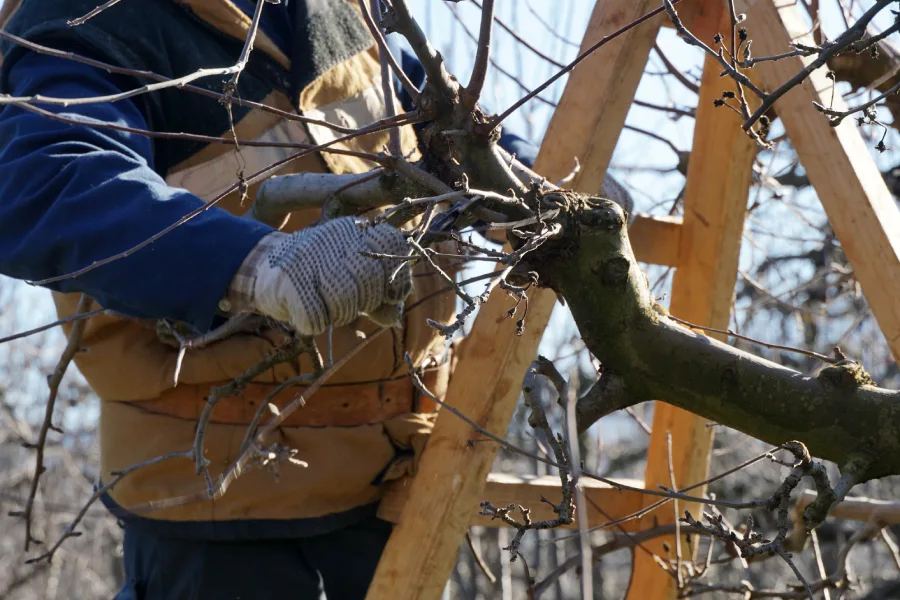 Professional Tree Pruning Margate, FL Professional Tree Pruning Margate, FL