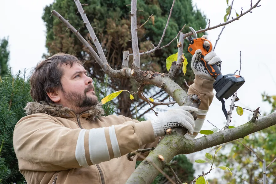 Quality Tree Pruning Margate, FL Quality Tree Pruning Margate, FL