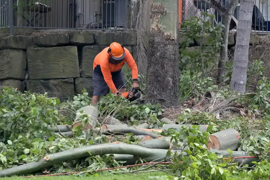 Reliable Tree Removal Margate, FL Reliable Tree Removal Margate, FL