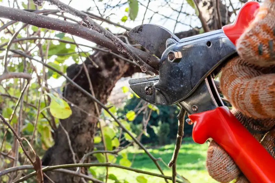 Superior Tree Pruning Margate, FL Superior Tree Pruning Margate, FL