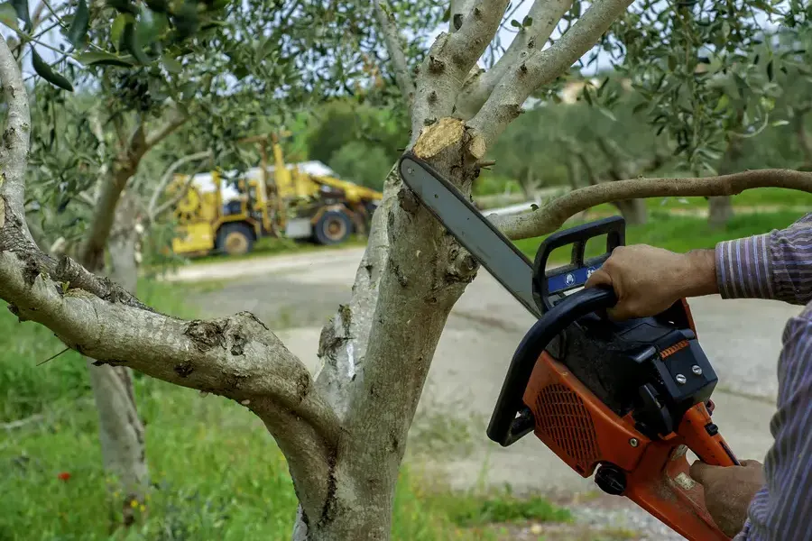 The Importance Of Seasonal Tree Trimming For Longevity Margate, FL The Importance Of Seasonal Tree Trimming For Longevity Margate, FL