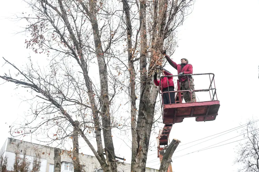 The Importance Of Seasonal Tree Trimming For Longevity in Margate, FL The Importance Of Seasonal Tree Trimming For Longevity in Margate, FL