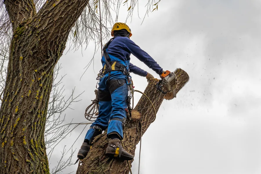 Top-rated Tree Cutting Margate, FL Top-rated Tree Cutting Margate, FL