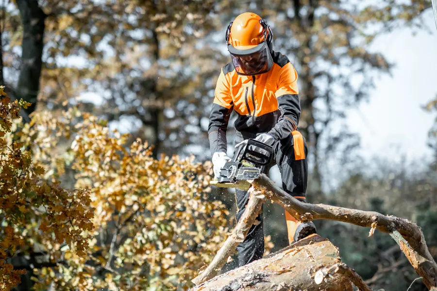 Tree Cutting Services For Managing Overgrown Trees Margate, FL Tree Cutting Services For Managing Overgrown Trees Margate, FL