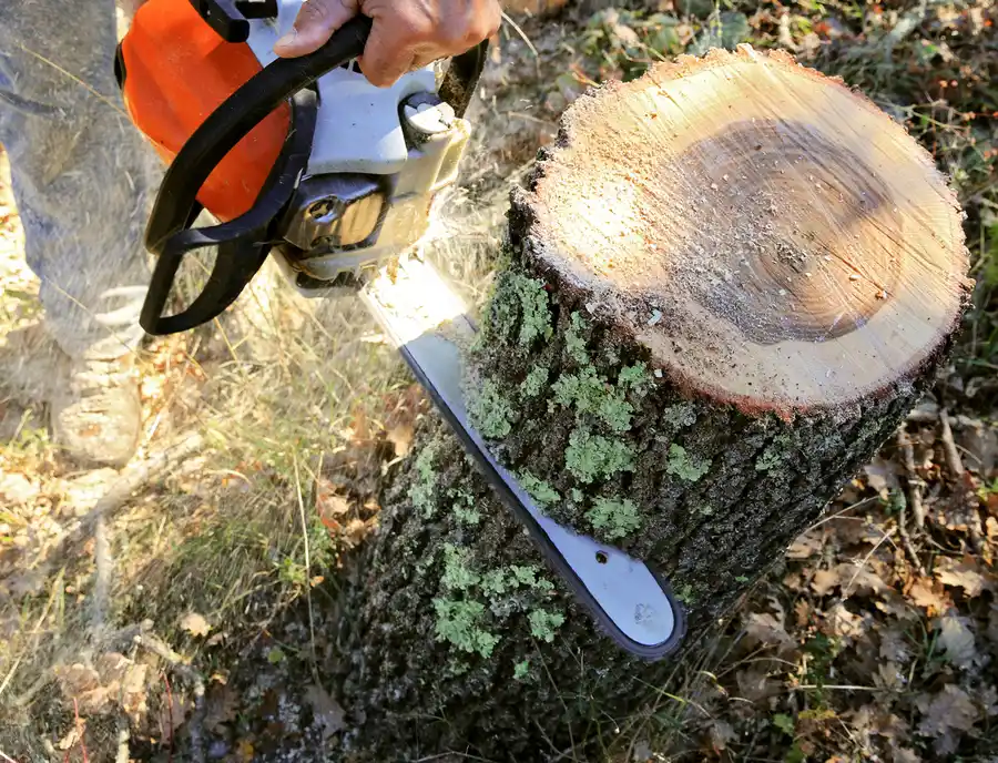 Tree Cutting Services For Managing Overgrown Trees in Margate, FL Tree Cutting Services For Managing Overgrown Trees in Margate, FL