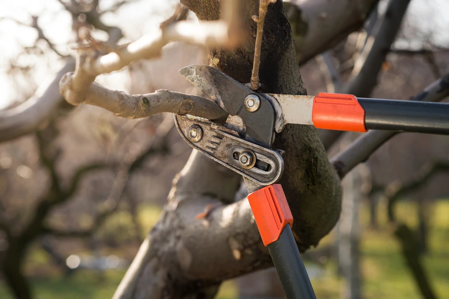 Tree Pruning And Its Impact On Property Aesthetics in Margate, FL Tree Pruning And Its Impact On Property Aesthetics in Margate, FL