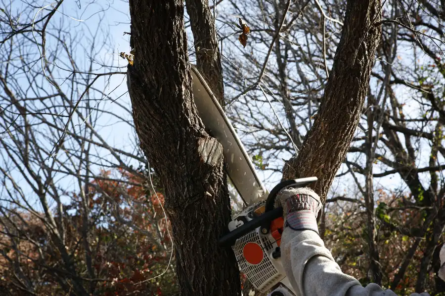 Tree Removal And Its Role In Storm Preparation Margate, FL Tree Removal And Its Role In Storm Preparation Margate, FL