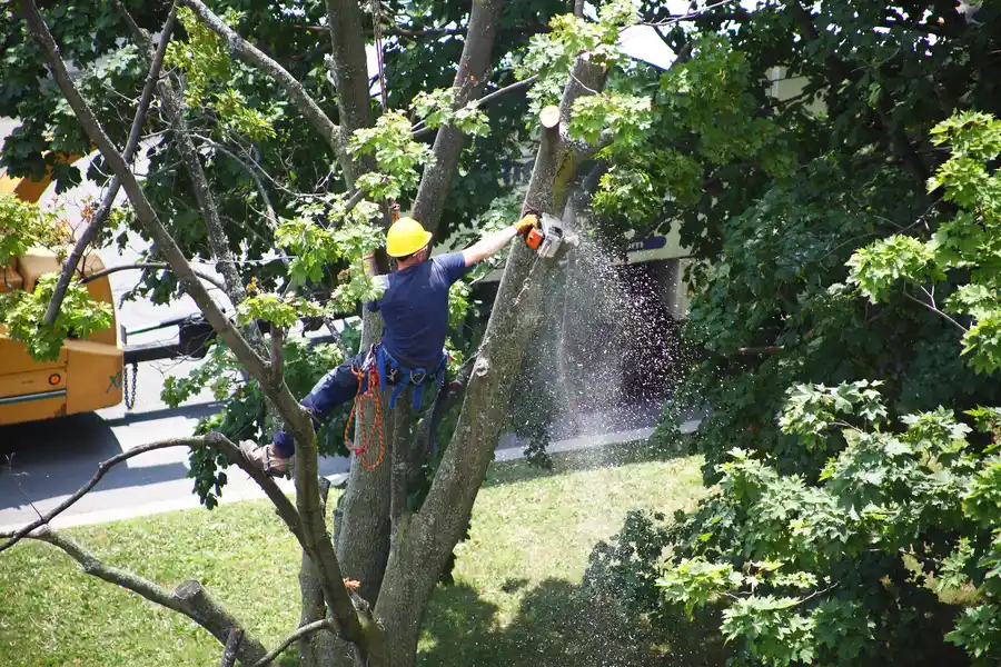 Tree Removal And Its Role In Storm Preparation in Margate, FL Tree Removal And Its Role In Storm Preparation in Margate, FL